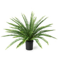Sword Fern 28"H Plastic Nursery Pot
