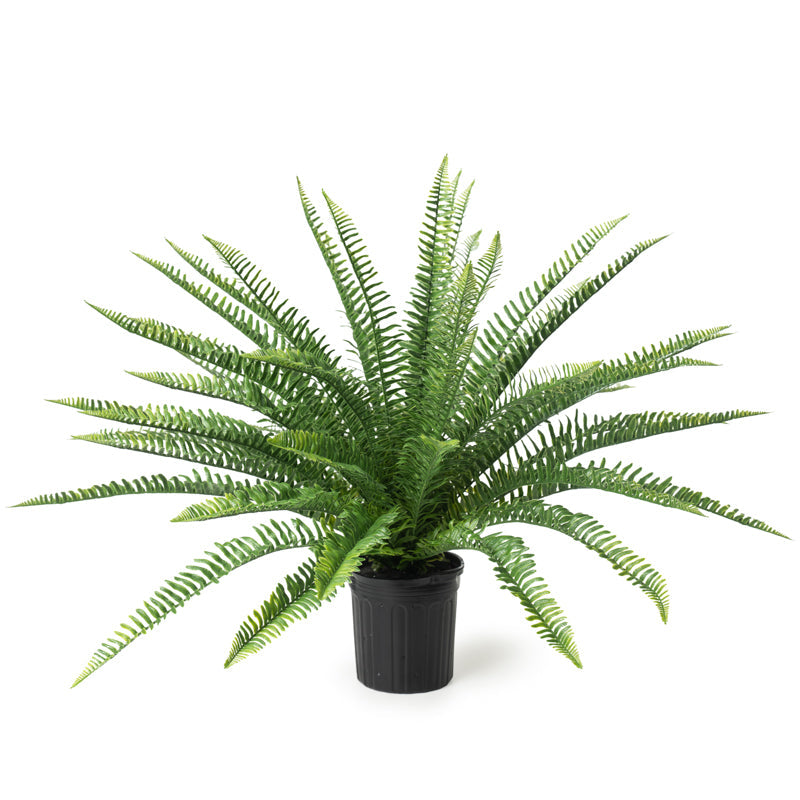 Sword Fern 28"H Plastic Nursery Pot