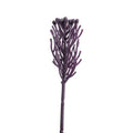 Brunia Pick 9" - Purple