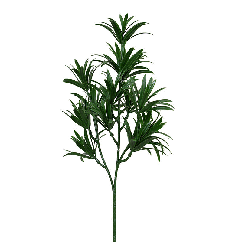 Podocarpus Yew Stem 26"L