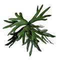 Staghorn Fern spray, 24"L
