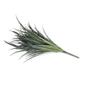 Orchard Grass Spray 24" Gray Green