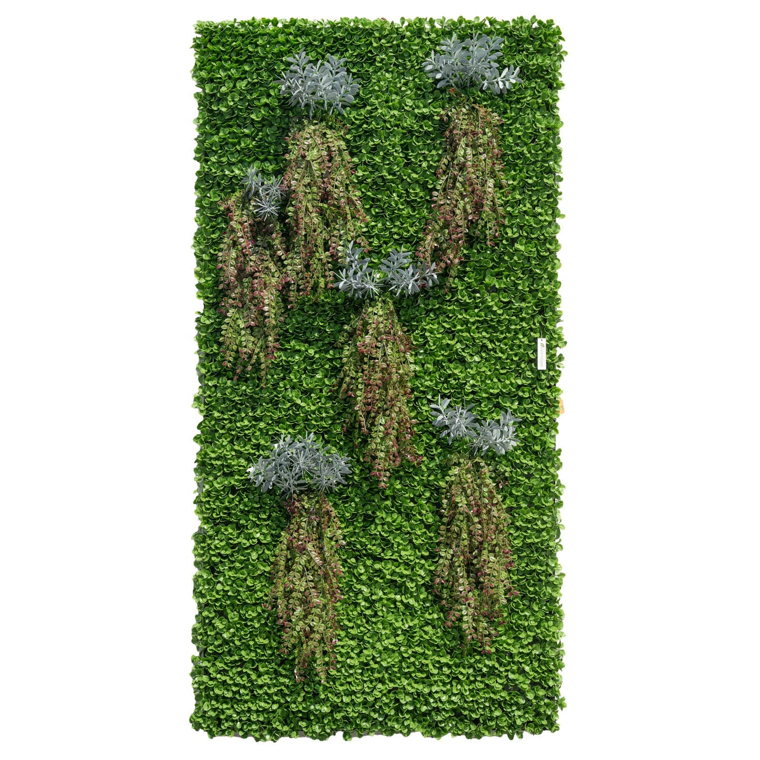 4' x 8' Green Wallscape Kit - Peperomia, Vinca, Succulents