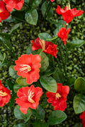 4' x 8' Wallscape Kit - Pachysandra, Grasses, Ivy, Petunia Orange Red
