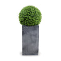 Boxwood Ball in Column Planter 15"