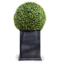 Boxwood Ball in Column Planter w/ Lip 28"