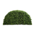 Boxwood Arc Hedge 44.5"
