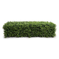 Boxwood Hedge 12"H 44.5"