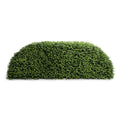 Boxwood Arc Hedge 64.5"
