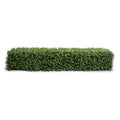 Boxwood Hedge 12"H 64.5"