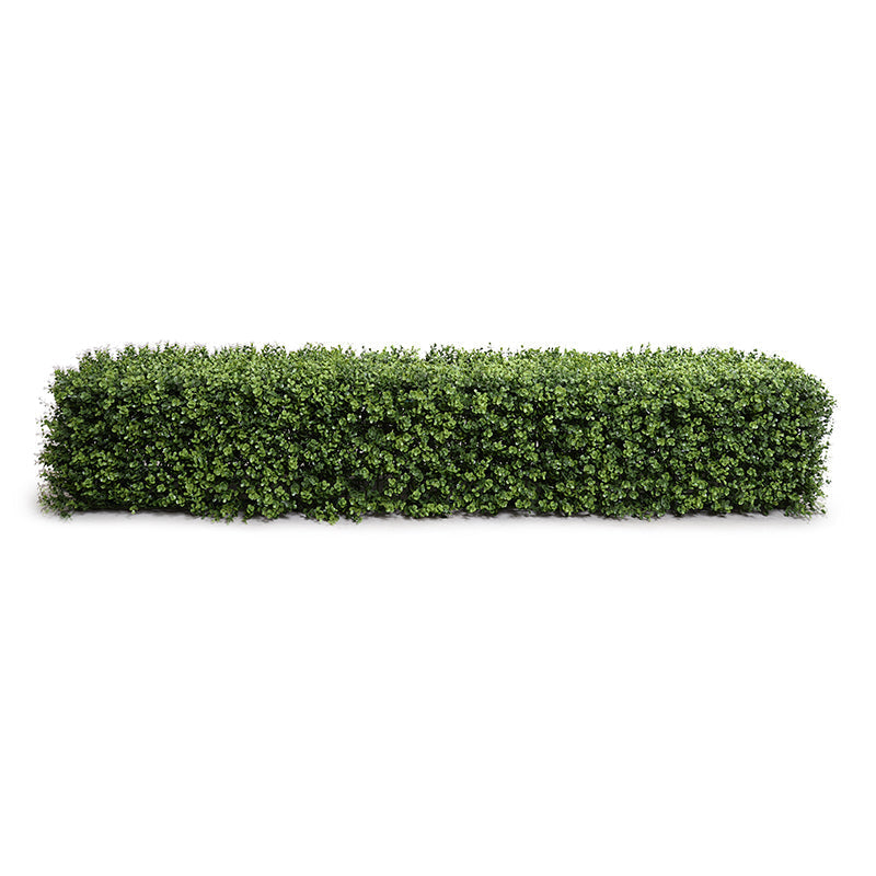 Boxwood Hedge 12"H 64.5"