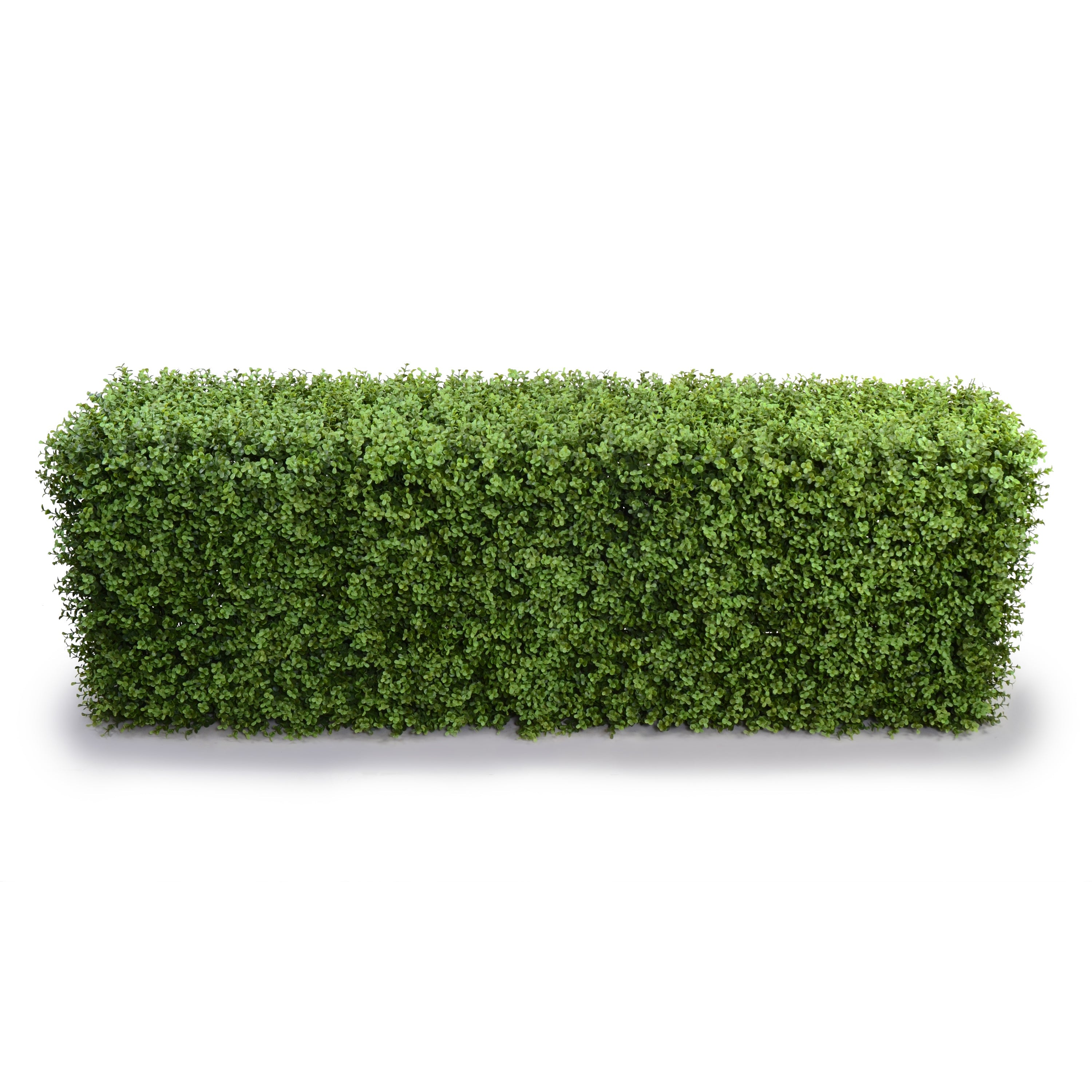 Boxwood Hedge 22"H 64.5"
