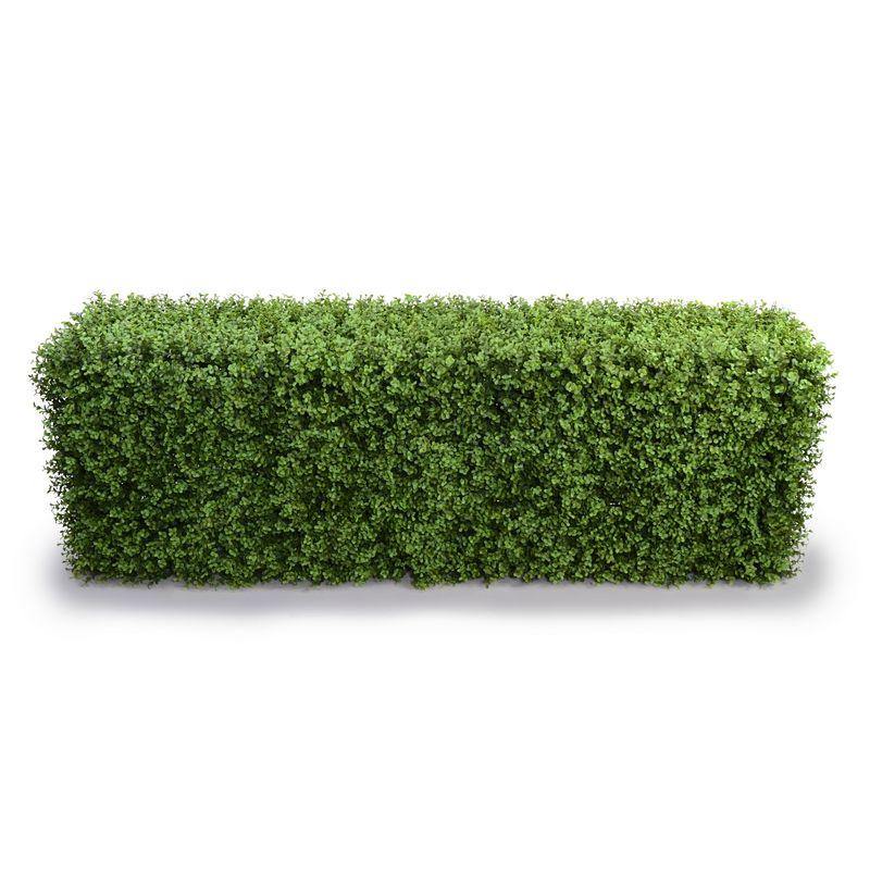 Boxwood Hedge 22"H 24.5"