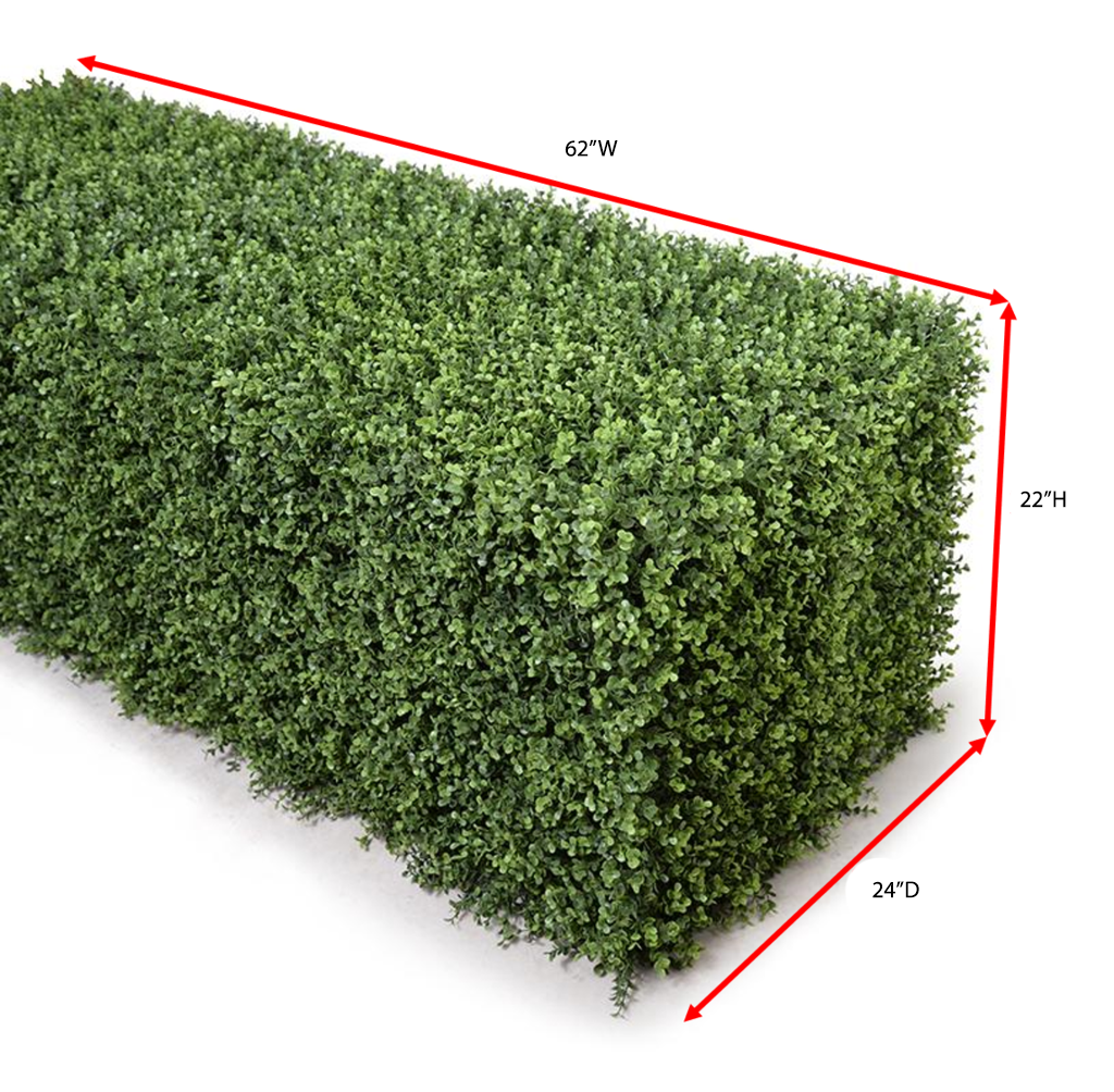 Boxwood Deep Hedge 62"