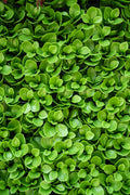 4' x 8' Peperomia Panel