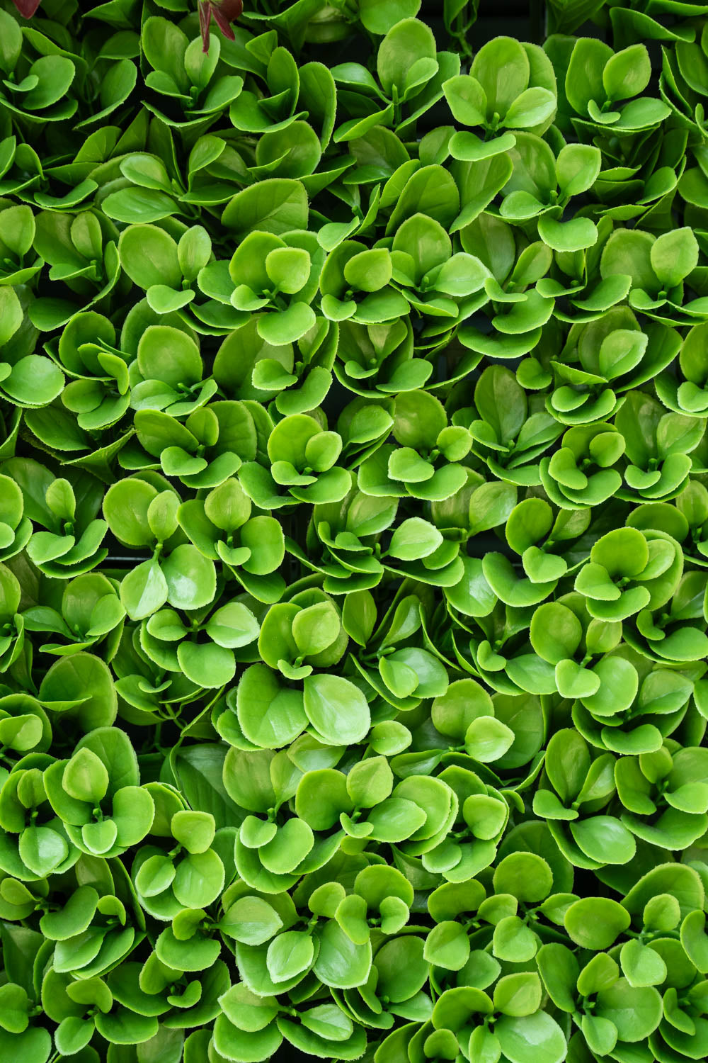 4' x 8' Peperomia Panel