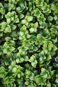4' x 8' Pachysandra Panel