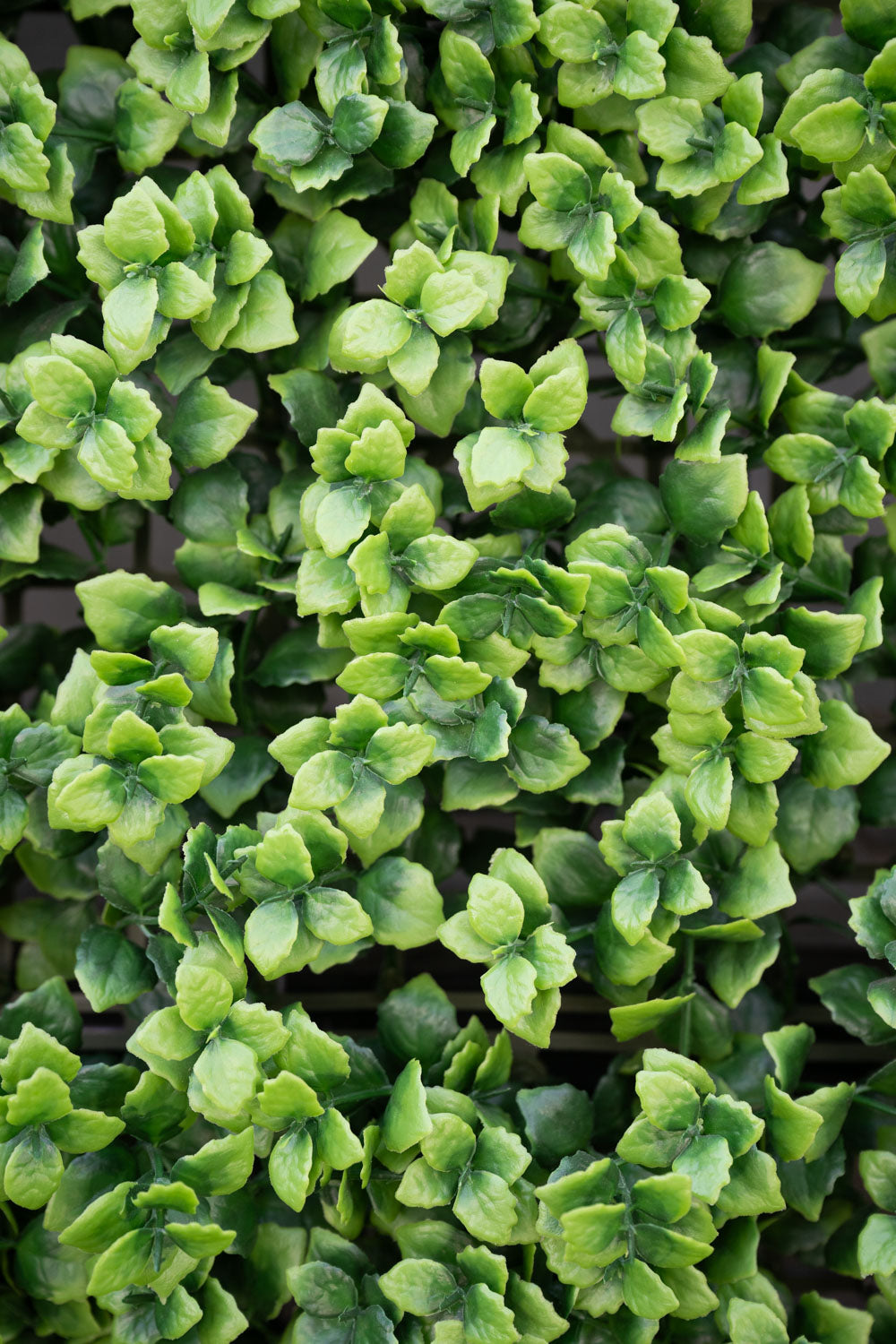 4' x 8' Pachysandra Panel