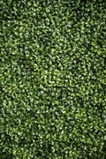 4' x 8' Tea Leaf Panel