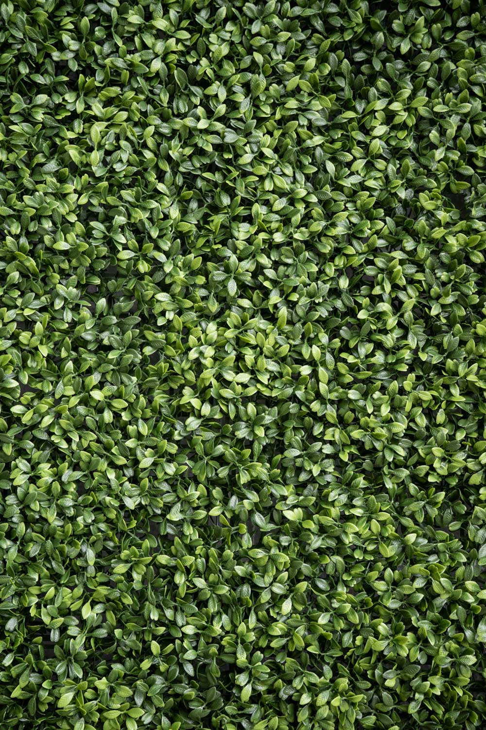 4' x 8' Tea Leaf Panel