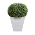 Boxwood Pumpkin in Planter White Ribbed Planter 34"