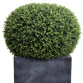 Boxwood Pumpkin in Planter Gray Cube Planter 34"