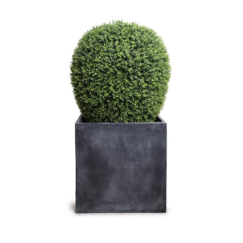 Boxwood Lantern in Cube Planter 50"H