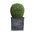 Boxwood Lantern in Square Planter 50"H