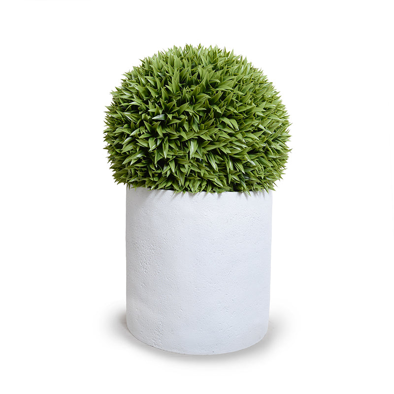 Broadleaf Podocarpus Ball 23" in Planter White Cylinder Planter 40"