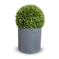 Broadleaf Podocarpus Ball 23" in Planter Gray Cylinder Planter 40"