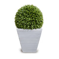 Broadleaf Podocarpus Ball 23" in Planter White Ribbed Planter 41"