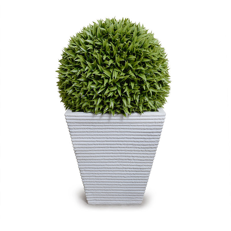 Broadleaf Podocarpus Ball 23" in Planter White Ribbed Planter 41"