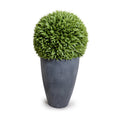 Broadleaf Podocarpus Ball 23" in Planter Gray Tapered Planter 43"