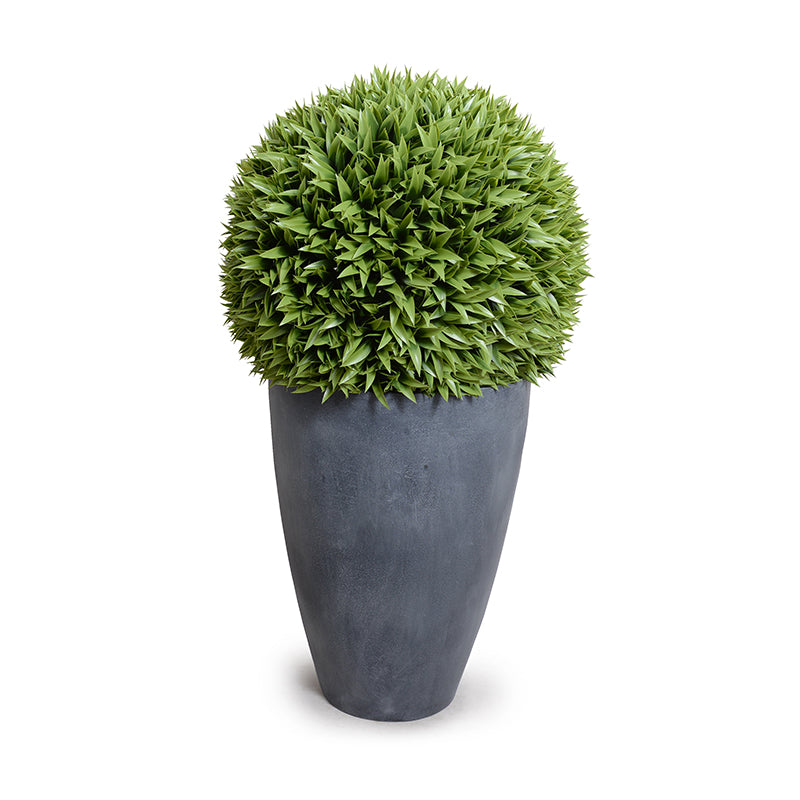 Broadleaf Podocarpus Ball 23" in Planter Gray Tapered Planter 43"