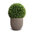 Broadleaf Podocarpus Ball 23" in Planter 18"