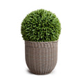 Broadleaf Podocarpus Ball 23" in Planter 21"