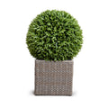 Broadleaf Podocarpus Ball 29" in Synthetic Wicker Basket 44"H