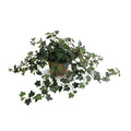 Ivy Plant in Clay Pot 9"H