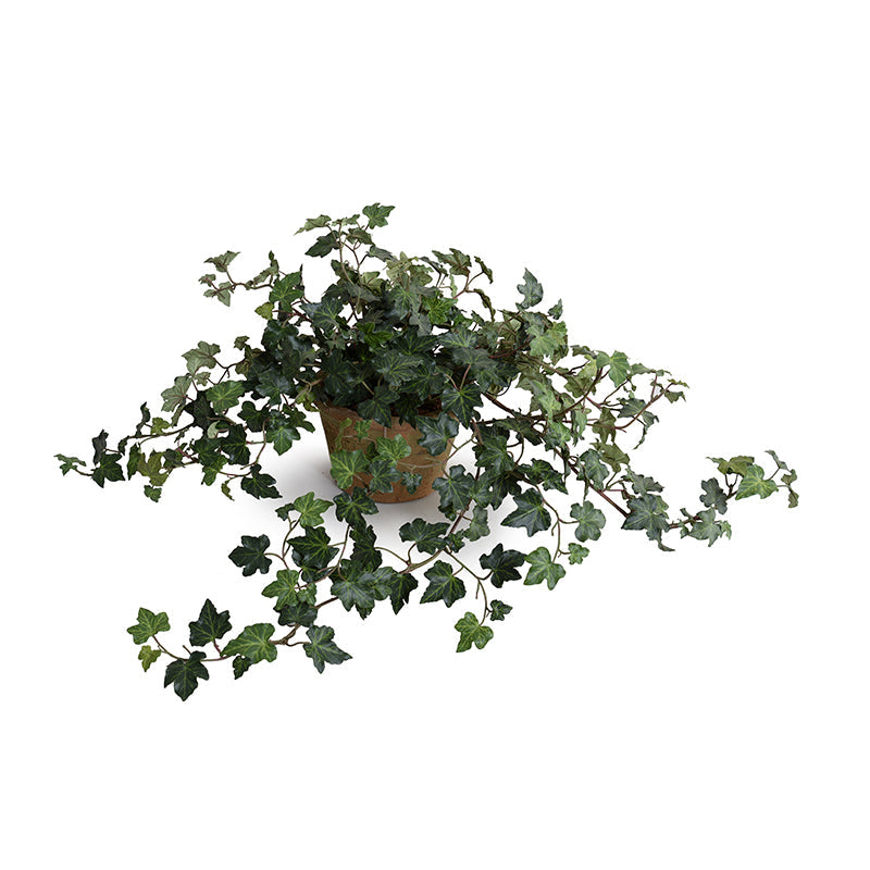 Ivy Plant in Clay Pot 9"H