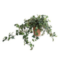 Ivy Plant in Terracotta 12"H