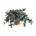Fittonia (Mosaic) Plant in Terracotta 9"H Green-purple