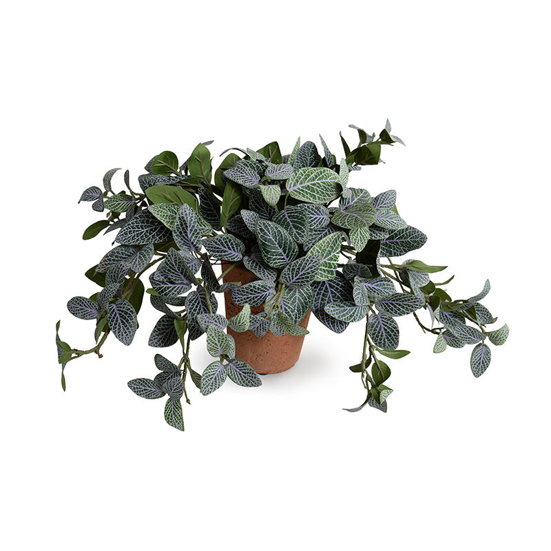 Fittonia (Mosaic) Plant in Terracotta 9"H Green-purple