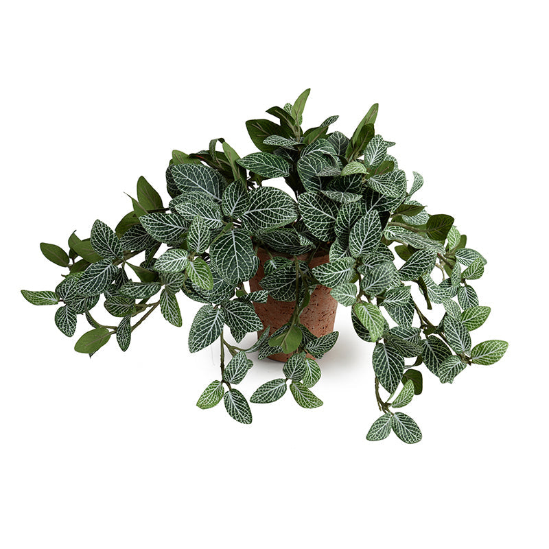 Fittonia (Mosaic) Plant in Terracotta 9"H Green-white