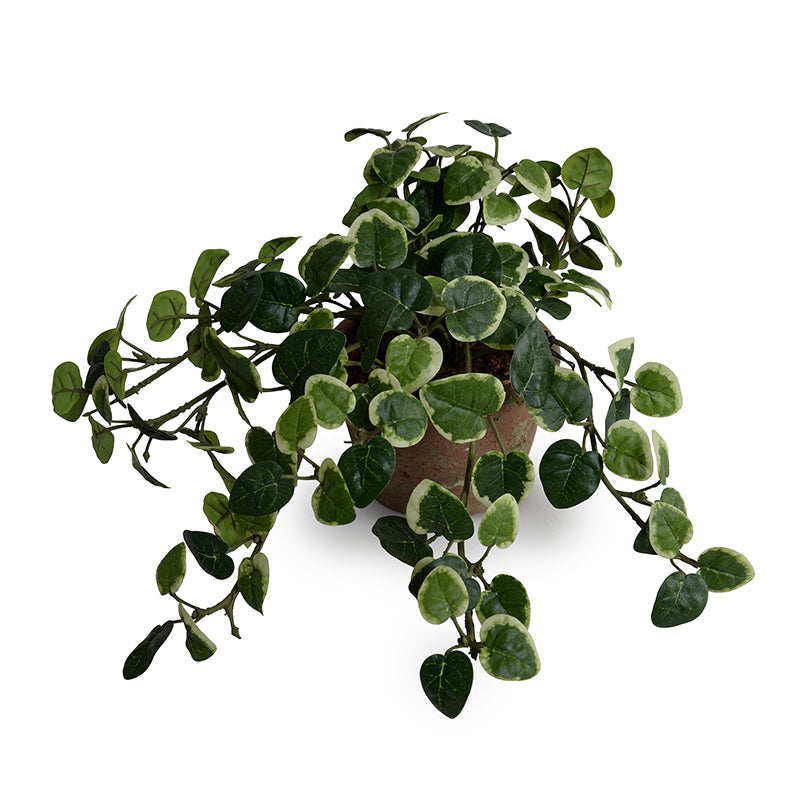 Pumila (Creeping Fig) Plant in Clay Pot 7"H