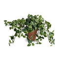 Pumila (Creeping Fig) in Terracotta 9"H