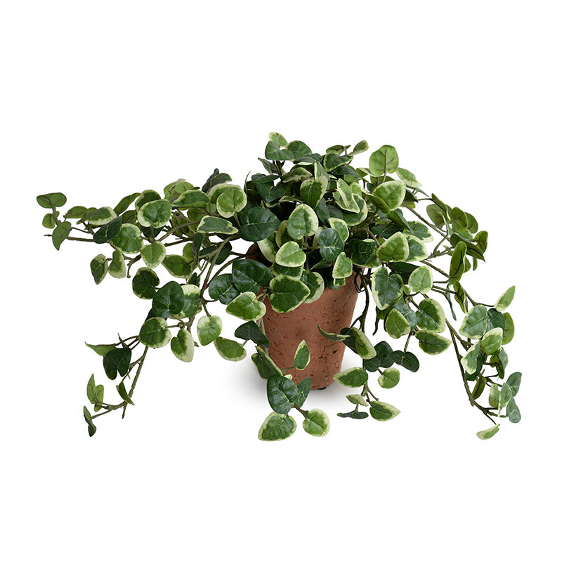 Pumila (Creeping Fig) in Terracotta 9"H