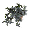 Fittonia (Mosaic) Plant in Clay Pot 8"H Green Purple