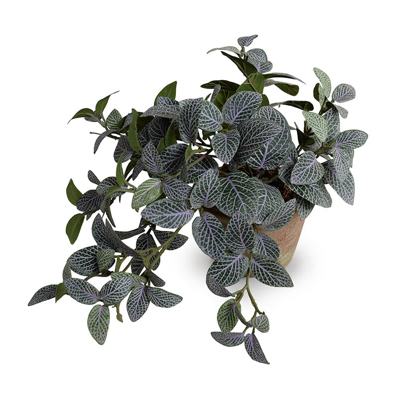 Fittonia (Mosaic) Plant in Clay Pot 8"H Green Purple