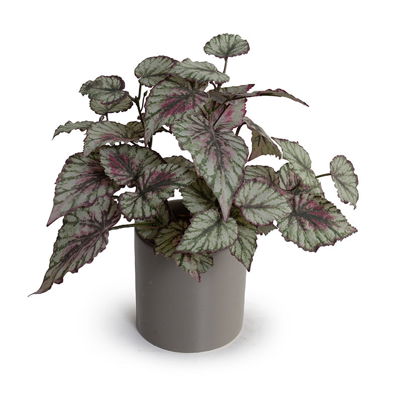 Begonia (Rex) Plant in Ceramic Pot