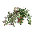 Creeping Fig, Fittonia & Inch Plants in Terracotta 12"H